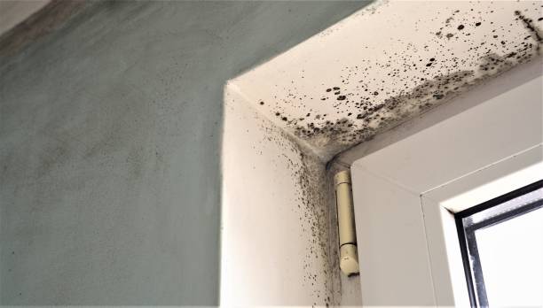  , USA Mold Removal Pros